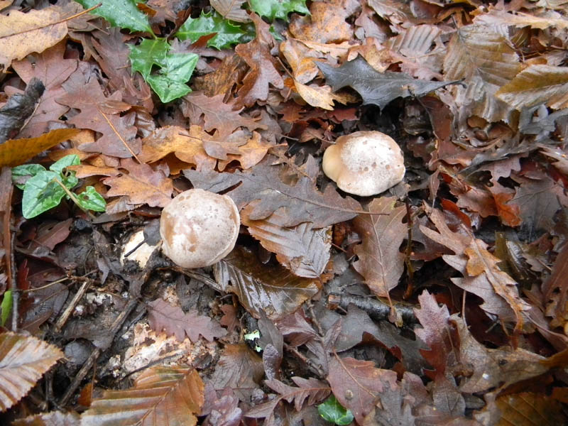 Alcuni ritrovamenti del 21.12.2010.